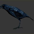 Stunning Deep Blue Crow Standing with Spread Wings in Minimal Gray Background