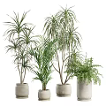 Various Indoor Potted Plants With Green Foliage In White Ceramic Pots For Home Decor