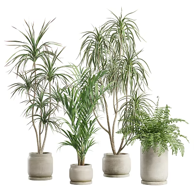 Various Indoor Potted Plants With Green Foliage In White Ceramic Pots For Home Decor 3d model