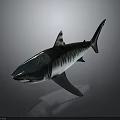3D Rendered Shark With Blue Green And White Stripes On Dark Background With Reflection