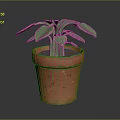 Fresh Green Leafy Plant Growing in Red Terracotta Pot with Healthy Leaves