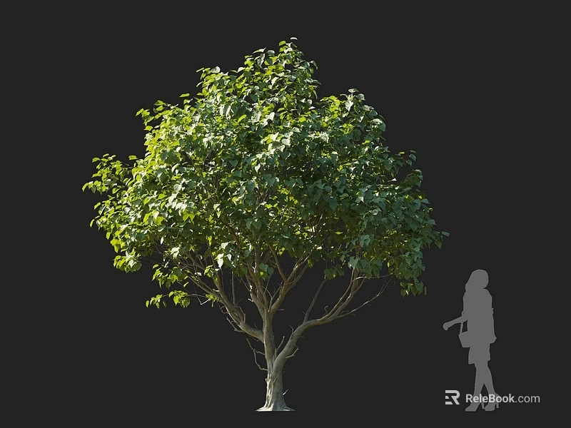 Lush Green Arbor With Slender Trunk And Foliage Against Black Background With Person Silhouette Observing 3d model 