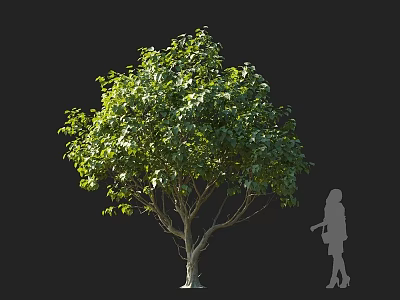 Lush Green Arbor With Slender Trunk And Foliage Against Black Background With Person Silhouette Observing 3d model