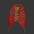Human Rib Cage Anatomical Model Showing Skeletal Structure For Medical Education
