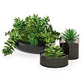 Bonsai Potted Plants With Green Leaves In Black Containers And Succulent Varieties