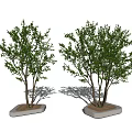 Modern Tree Landscape Tree Garden Tree 3d model