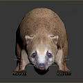 weasel animal 3d model