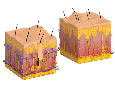 Skin Tissue System Showing Layered Structure With Epidermis Dermis Hair Follicles And Blood Vessels 3d model