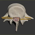 Detailed Medical Anatomical Spinal Model For Educational Training With Vertebrae Nerves And Discs