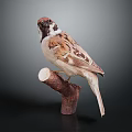 Sparrow Perched on Wooden Branch with Detailed Feathers Against Dark Background