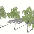 Three Tall Arbor Trees With Green Leaves Providing Shade And Natural Scene