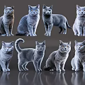 Eight Gray Cats In Different Poses Standing On Reflective Gray Background 3d model