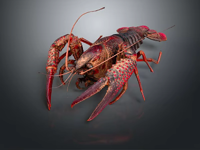 Vibrant Red Lobster With Sharp Claws Long Antennae And Detailed Body Features 3d model