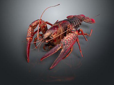 Modern lobster Australian rock lobster Macrobrachium black and white lobster crayfish 3d model