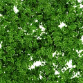 Lush Green Decorative Vines With Dense Leaves For Natural Design