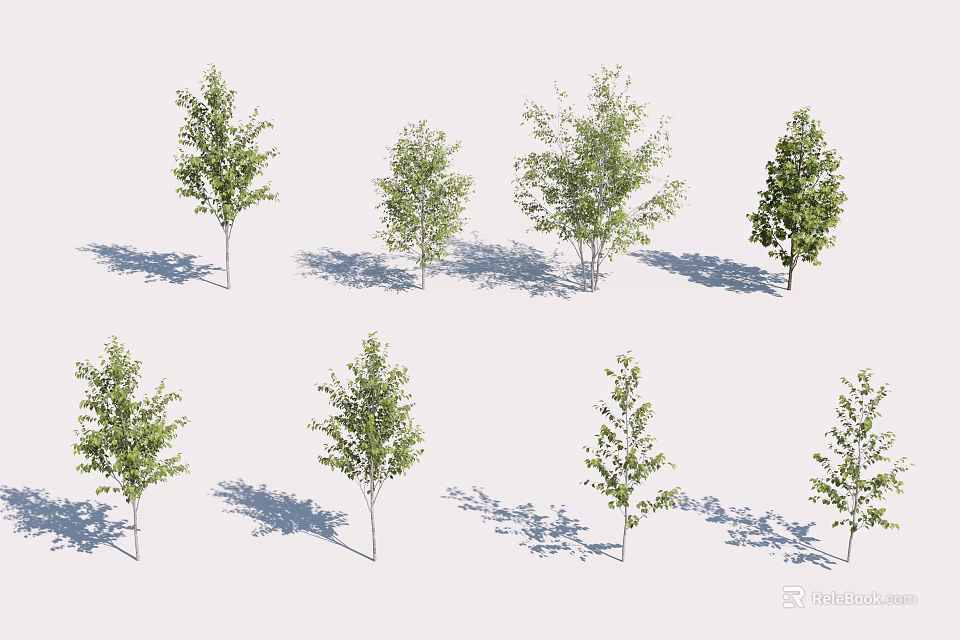 Arbor Trees in Various Forms with Slender Trunks Lush Leaves and Shadows on White Background 3d model
