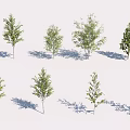 Arbor Trees in Various Forms with Slender Trunks Lush Leaves and Shadows on White Background 3d model
