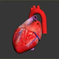 Medical Device Anatomical Heart Model With Detailed Vascular Structure For Education
