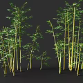 Green Bamboo Plants With Lush Leaves Yellow Stems And Various Heights