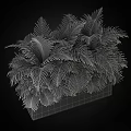 Bonsai Potted Plant With Lush Green Fern Like Leaves In Black Square Planter