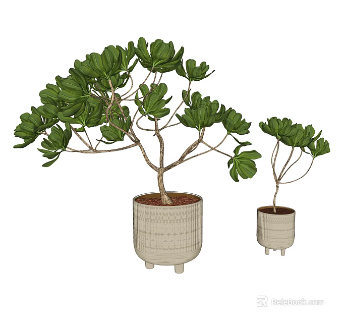 Green Leaf Bonsai Potted Plants In Woven Ceramic Pots With Footed Base 3d model 