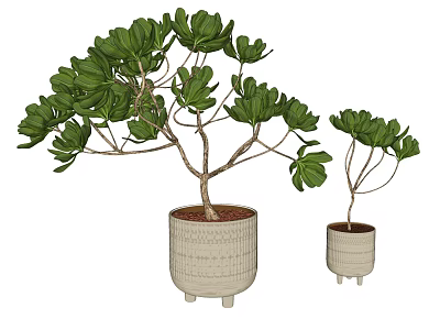 Green Leaf Bonsai Potted Plants In Woven Ceramic Pots With Footed Base 3d model