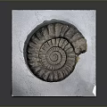 Ancient Marine Ammonite Fossil Displayed on White Platform with Detailed Spiral Shell