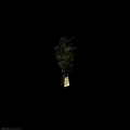 Innovative Tech Exhibition Hall With Bamboo Plant In Wooden Pot