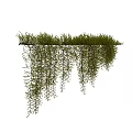 Hanging Vines with Lush Green Leaves Natural Decorative Plant Growth for Indoor Outdoor Spaces