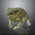 Yellow Blue Toad With Rough Skin Texture On Black Reflective Surface