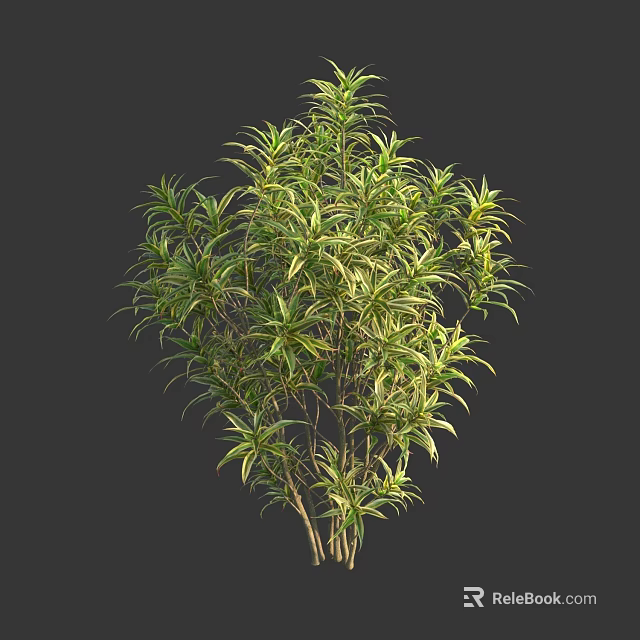 Lush Green Shrub With Variegated Yellow Edged Leaves For Garden Landscaping 3d model 