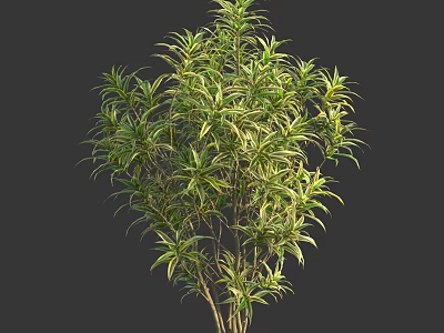 Lush Green Shrub With Variegated Yellow Edged Leaves For Garden Landscaping 3d model