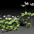Lush Green Vine Growing With White Flowers And Fresh Green Leaves
