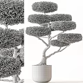 Bonsai Trees With Curved Trunk Exposed Roots in Concrete Pot and Layered Pruned Compact Canopy