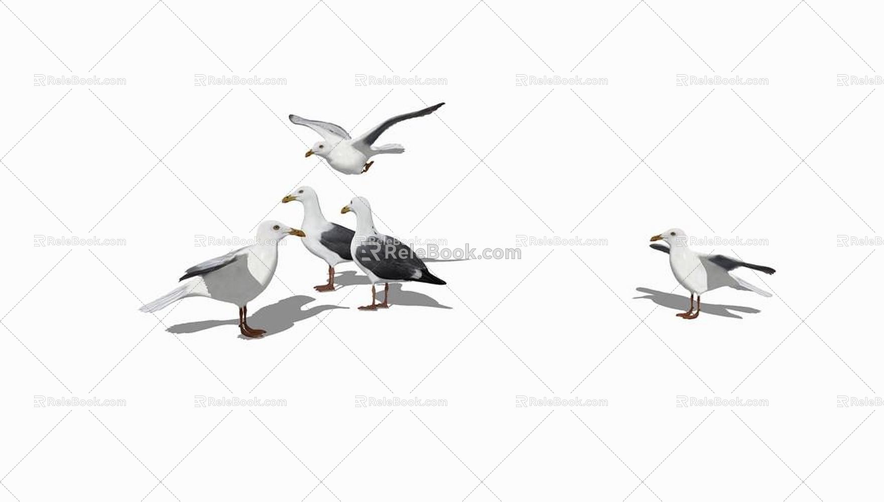 Modern pigeon animal pigeon 3d model