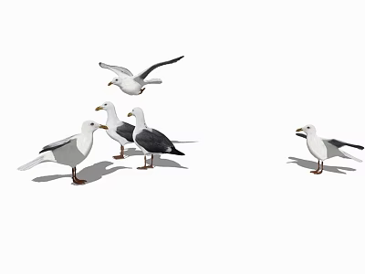 Group of Seagulls Some Flying and Others Standing on Ground 3d model