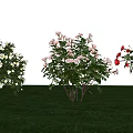 Colorful Flowering Bushes With White Pink White And Pink Blooms On Green Grass