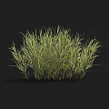 Lush Green And Yellow Grass Clump Natural Garden Foliage Decoration