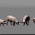 Group Of White Pigs With Adult And Young Piglets On Grey Background