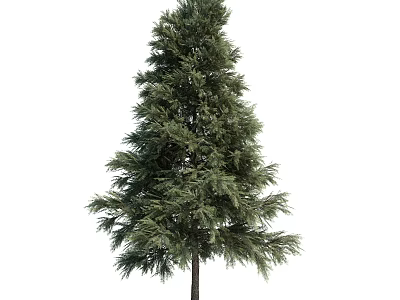 Lush Evergreen Tree With Dense Green Foliage And Tall Straight Trunk 3d model