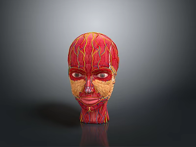 head muscles facial muscles facial muscles human muscles human muscles 3d model