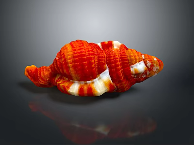 Red And White Ribbed Conch Shell With Glossy Surface On Dark Background And Reflection 3d model