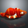 Red And White Ribbed Conch Shell With Glossy Surface On Dark Background And Reflection