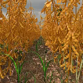 Vibrant Garden Landscape Featuring Rows Of Yellow Plants And Green Leaves