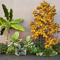 Diverse Garden Plants With Large Leafy Greenery Yellow Flowering Tree Small Shrubs And Mixed Flowers