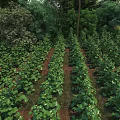 Lush Green Plant Rows In Farm Field Surrounded By Trees And Vegetation