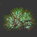 Vibrant Pink Flowering Tree With Brown Branches And Pink Blossoms On Dark Background