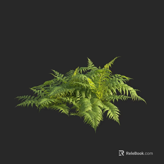 Lush Green Fern Plant With Vibrant Leaves Displayed On Black Background 3d model 