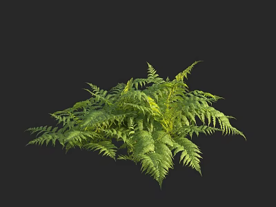 Lush Green Fern Plant With Vibrant Leaves Displayed On Black Background 3d model