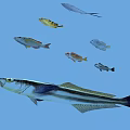Various Colorful Aquatic Fish Different Species Swimming In Blue Water Scene